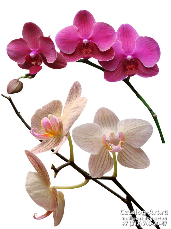 Натяжные потолки с фотопечатью - Розовые орхидеи 47